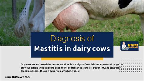 Diagnosis Of Mastitis In Dairy Cows