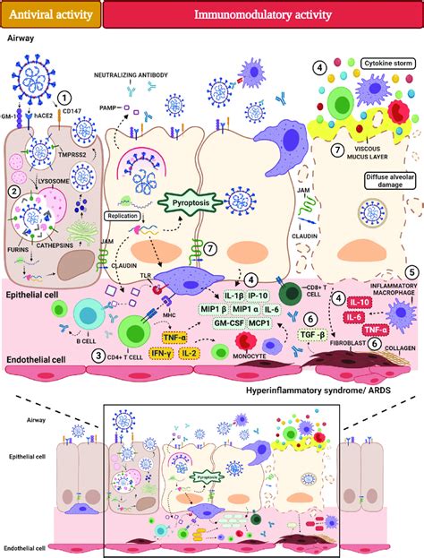 Potential Mechanisms Of Action Of Azithromycin In The Treatment Of