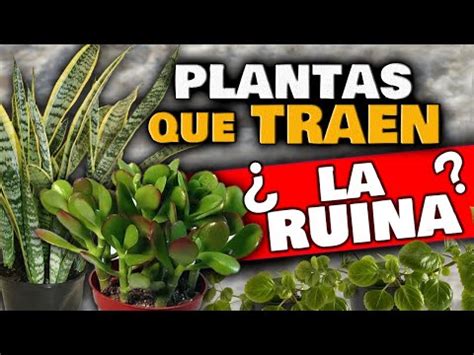 Qu Plantas Traen Suerte En El Hogar