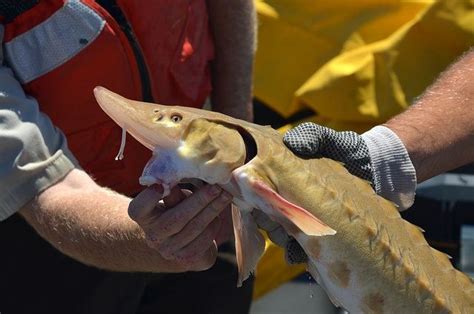 Fins Up Detroit River Reef Project To Benefit Endangered Lake Sturgeon