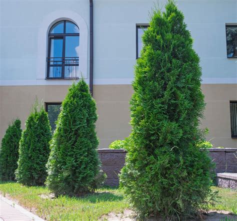 Thuja Plicata Fastigiata Tree Hillier Trees