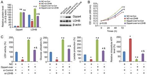 High Developmental Pluripotencyassociated Expression Promotes Cell