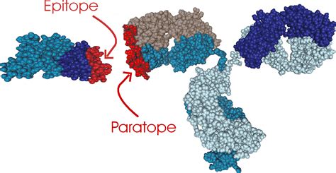 Epitope Vs Paratope Express Shipping | micoope.com.gt