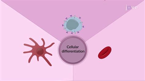 Cellular Differentiation - Concept | Anatomy and Physiology | JoVe