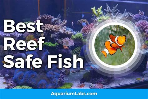 15 Best Reef Safe Fish for Saltwater Aquariums | Aquarium Labs