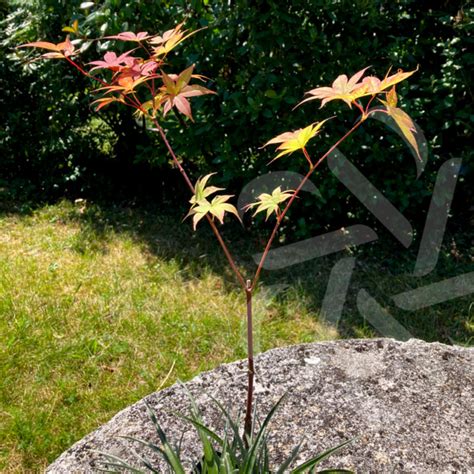 Acer palmatum Shogun Érable du Japon Palmatia Plantes