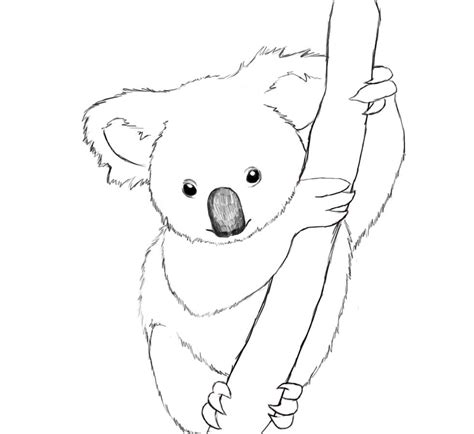 Koala Realista Para Colorear Imprimir E Dibujar Coloringonly