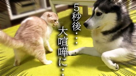 初めて本気で喧嘩しちゃった猫と犬がこうなっちゃいました Youtube