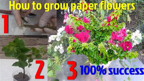 How To Grow Bougainvillea With Branches Easy And Fast Way To Propagate