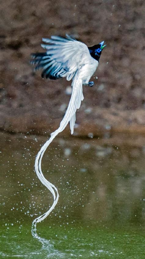 Chinese Paradise flycatcher Terpsiphone incei in dongzhai 董寨 Animali