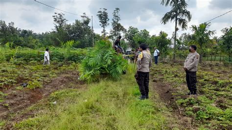 Dikawal Ratusan Aph Ptpn Iii Tanam Seribu Bibit Kelapa Sawit Di Lahan