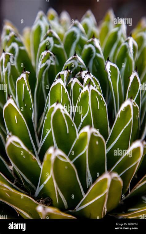 Agave Victoriae Reginae Or Queen Victoria Agave” Stock Photo Alamy