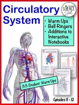 Circulatory System Bell Ringers Human Body Warm Ups Human Body