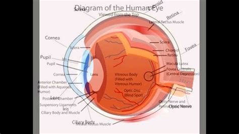 Parts Of The Human Eye And Their Functions