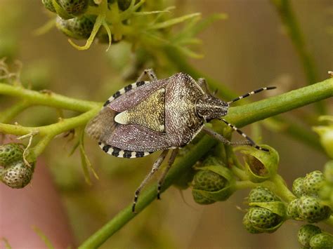 Dolycoris baccarum | Hemípters
