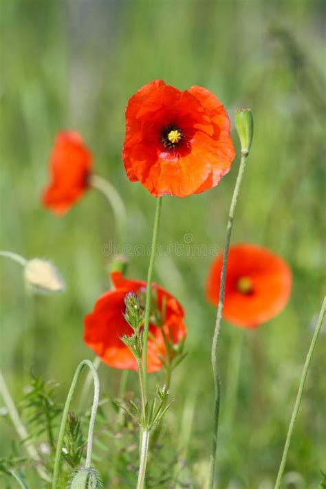 Amapolas Rojo Brillante Papaver Rhoeas En Un Campo Herboso Bajo El Sol