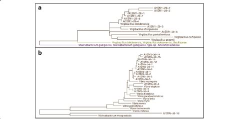 Phylogenetic Tree Reconstruction Based On 16s Rrna Genes Of The