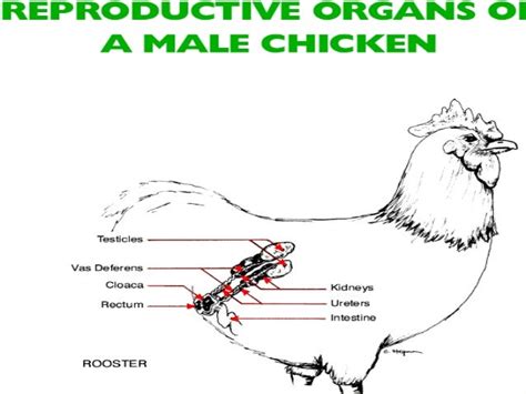 Poultry Reproduction