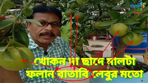 যে পরিচর্যায় ছাদে মালটা লেবু ফলবে বাতাবি লেবুর মতোছাদ বাগানে মালটা