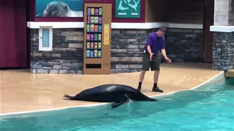 Sea Lion And Otter Spotlight Seaworld Orlando Youtube