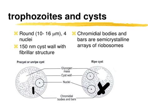 Ppt Protozoa Powerpoint Presentation Free Download Id868153