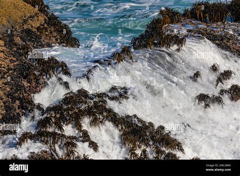 Powerful Waves Crashing On Rocks And Resiliant Sea Palms Postelsia