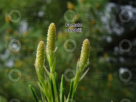 Pinus Strobus Eastern White Pine Female Strobilus Female Strobilus