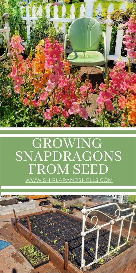 How to Sow Snapdragon Seeds Indoors - Shiplap and Shells