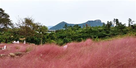 올가을 핫한 핑크뮬리제주 마노르블랑 댑싸리난지천공원 네이버 블로그