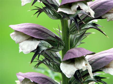 FLOWER SHOP: Acanthus flowers pictures information.