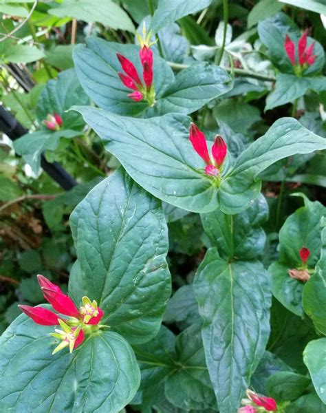 Plant Profile Spigelia Laguardia Corner Garden