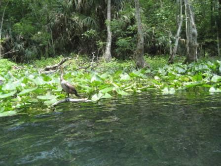 Ocklawaha River, FL Paddling, Kayak, Canoe. E-Z Map, 25+ Photos.