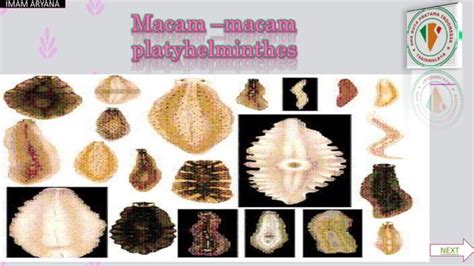 Filum Platyhelminthes PPT