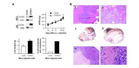 Ccn3 Full Length Overexpression Promotes Visceral Metastatic