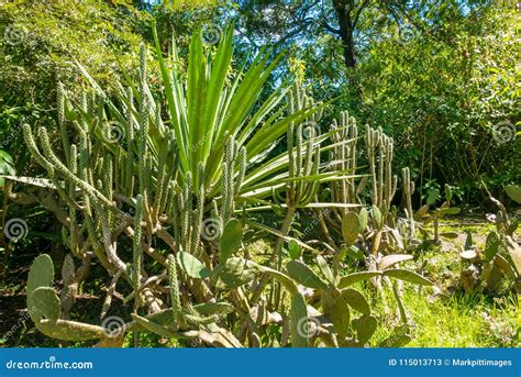 Fat Plants Of Ecuador Stock Image Image Of Cholesterol 115013713