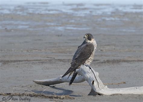 Juvenile Peregrine Falcon