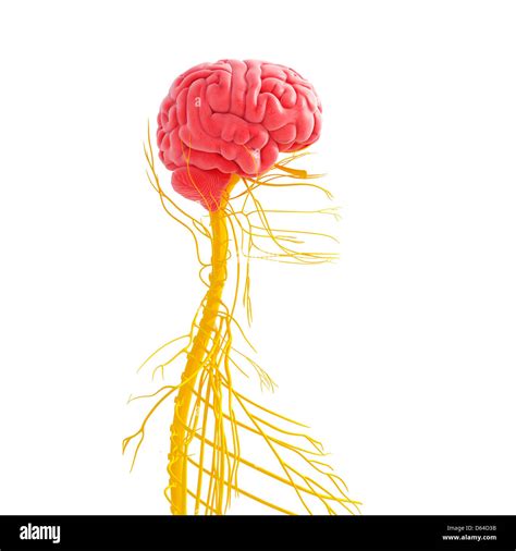 Nervensystem Mensch Seitenansicht Fotos Und Bildmaterial In Hoher