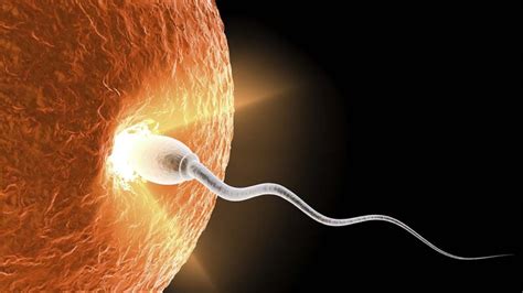 How Long After Sex Does Conception Occur Howstuffworks