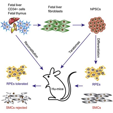 Humanized Mice Reveal Differential Immunogenicity Of Cells Derived From