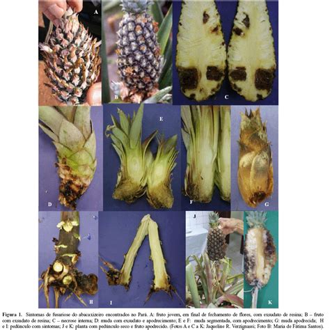 SciELO Brasil Fusariose do abacaxizeiro no Pará Fusariose do