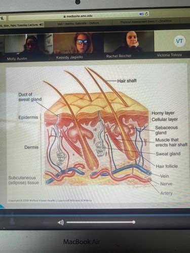 Skin Hair Nails Flashcards Quizlet