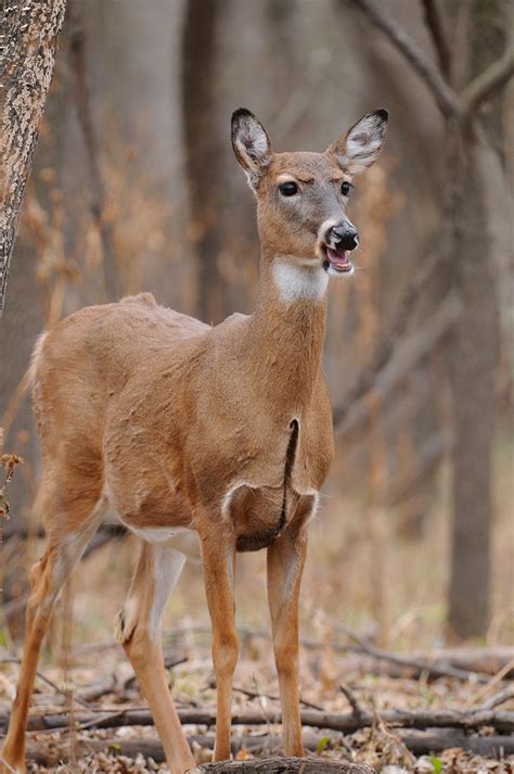 How to Understand Whitetail Deer Sounds - Bowhunter