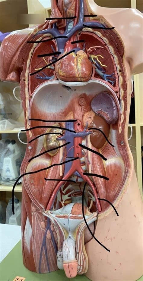 Arteries Human Torso Model Diagram Quizlet