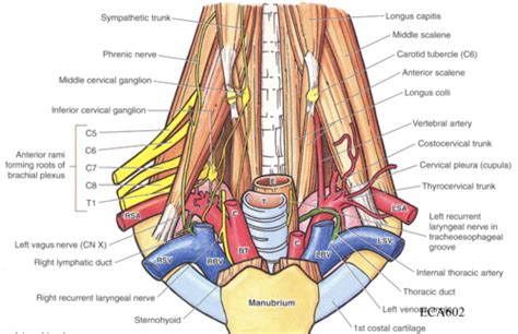 Cervical Viscera Root Of Neck Flashcards Quizlet