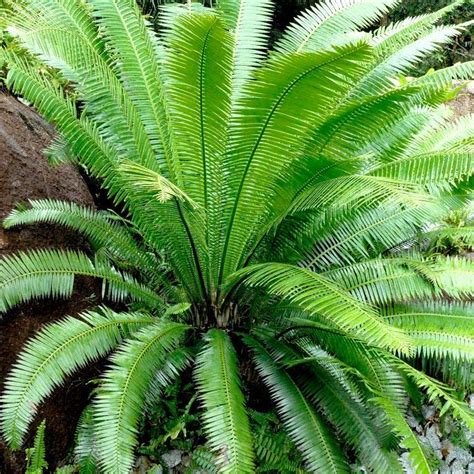 Cycas Planter Et Rempoter Ooreka