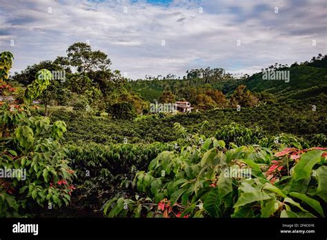 Poinsettia trees border a coffee plantation in Libano, Tolima, Colombia ...