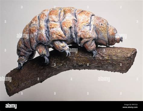 Tardigrade Hi Res Stock Photography And Images Alamy