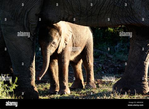 African Elephant Loxodonta Africana Calf Hiding Beneath Mother In