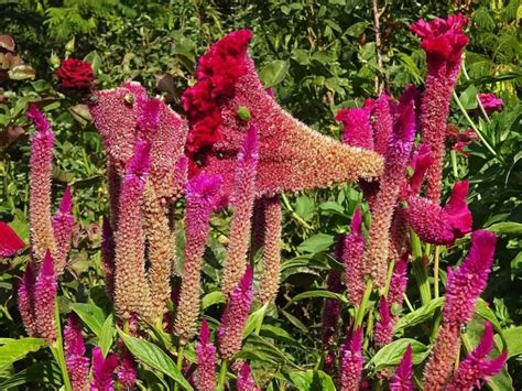 Flor De Coral Guia Completo Sobre Essa Planta Jardim Dos Sonhos