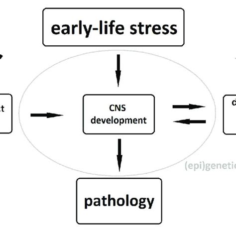 Biological Pathways Underlying The Association Between Early Life